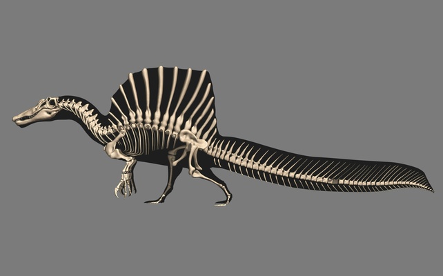 spinosaurus completar esqueleto prehistoria dinosaurio paleontología respuesta 3d modelo anatomía fósil colección real talla exposición museo educación descubrimiento montaje autenticidad escala 3d print model - Mito3D