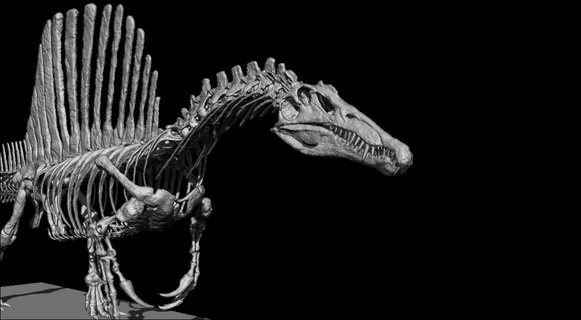 spinosaurus scheletro v2 parte 1 3 tirannosauro allosaurus giganotosaurus carcharodontosauro acrocanthosaurus maiasaura musauro dinosauro cranio scheletrico 3d print model - Mito3D