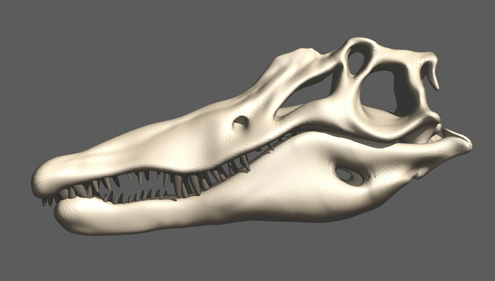 spinosaurus kafatası versiyon 2 0 dinozor paleontoloji tarih öncesi 3d model anatomi fosil eğitim toplamak cevap gerçek boyut detaylı burun delikleri konik diş fish eater dayanıklı malzemeler sergi müze tutku 3d print model - Mito3D