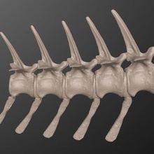 spinosaurus-Schwanz-Abschnitt verschiedene der Paläontologie cenomanian sigilmassasaurus spinosaurid echsenschwanzsauriers kaudal Schwanz Reptil fossil Knochen Kreidezeit Dinosaurier Photogrammetrie scan 3d print model - Mito3D