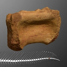 espinossauro rabo vértebra dinossauro fóssil osso esqueleto cretáceo Varredura spinosauridae terópode paleontologia 3d print model - Mito3D