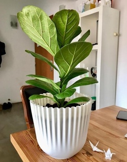 spiral vase tree pot high definition scale spiralvase plant pandurata lyrata fycus 3d print model - Mito3D
