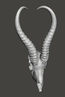 springbuck antílope cráneo 3d print model - Mito3D