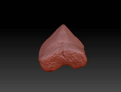 squalicorax squalo dente fossile squalicorax squalo dente fossile 3d scansione 3d print model - Mito3D