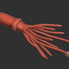 calamaro 3d print model - Mito3D