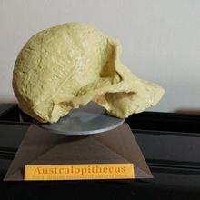 supporter australopithèque Afrioanus crâne austrolopitecus base titulaire soutien Lucy apprentissage 3d print model - Mito3D
