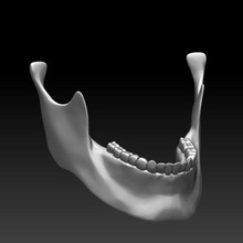 estándar de la mandíbula sólo skullhill cráneos art el cráneo los huesos 3d print model - Mito3D