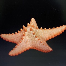 starfish 3d print model - Mito3D
