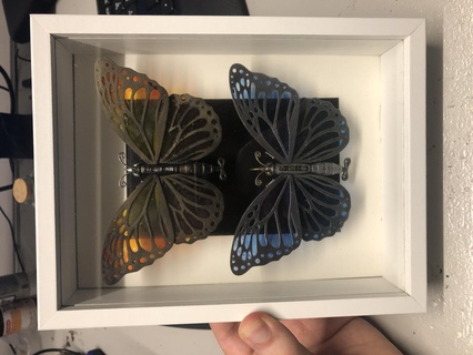steampunk mariposa muestra hogar casa steampunk insecto especímenes mariposa 3d print model - Mito3D