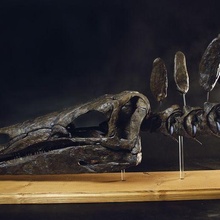 estegosaurio cráneo vida Talla dinosaurio animal huesos fósil museo paleontología paleo Ciencias colección deco jurásico 3d print model - Mito3D