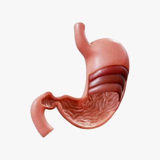 stomach cross section anatomy organ oblique intestine digestive digestion human rugae esphagus sphincter pyloric lowpoly longitudinal medical biology circular system organism anatomical 3d print model - Mito3D