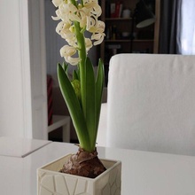 Roca flor maceta 3d print model - Mito3D