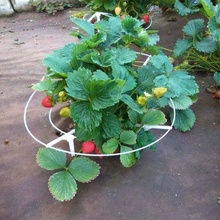 strawberry support outdoor_garden 3d print model - Mito3D