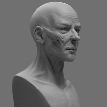 stilizzato anatomia del viso in 3d il modello di stampa art verticale miniatura arte giocattolo uomini maschio testa faccia l'anatomia statua firgure 3d print model - Mito3D