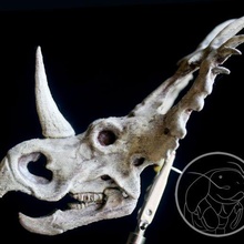 Styracosaurus gratuito arte cranio dinosauro animale 3d print model - Mito3D