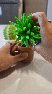 succulenta agitarsi contenitori Conservazione cactus echeveria aloe banca 3d print model - Mito3D