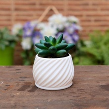 succulent spiral planter pot cactus plants desktop desk small 3d print model - Mito3D