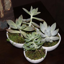succulente tri-ciotola casa piante grasse titolare succulento piatto 3d print model - Mito3D