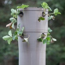 super watering pot air prune garden planter plant self strawberry outdoor_garden 3d print model - Mito3D