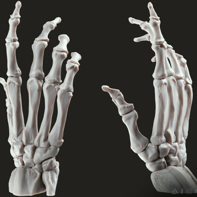 support bones animal 3d print model - Mito3D
