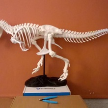 squelette de t-rex queue réparé a+b art 3d print model - Mito3D