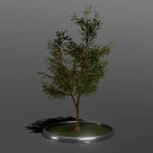 árbol alto juego podio suelo la hierba de corteza el tronco las ramas ramitas sus hojas malla 3d print model - Mito3D