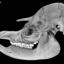 tapirus terrestris plaine tapir crâne divers 3d print model - Mito3D