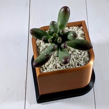 goccia il vaso casa indoor-fioriera plantermodern succulente-fioriera succulente fioriere cactus piante grasse fioriera 3d print model - Mito3D