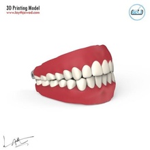 denti mascelle lingua arte umano carattere osso testa anatomia medicinale medico dentista 3d print model - Mito3D