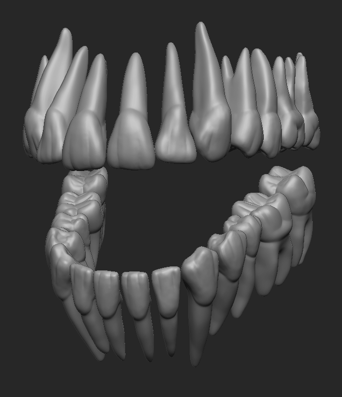 dientes humano anatomía ciencias hueso boca lengua diente realista odontología gimnasios médico biología 3D print model - Mito3D