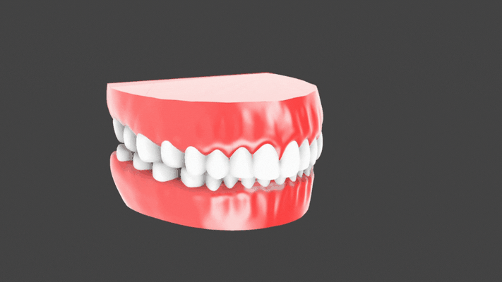 dents modèle 32 séparé modèles dentaires modelage dentaire anatomiques anatomie simulation orthodontiques éducation santé bucco 3dteeth étude dentisterie 3d print model - Mito3D