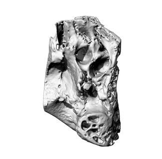 temporale osso interno orecchio temporaneo anatomia Modelli insegnamento chirurgia impianti ricostruzione provino biologia 3d print model - Mito3D