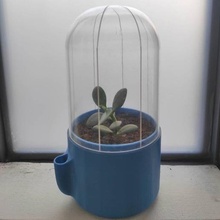 terrarium dat plantes 3d DIY maison 3d print model - Mito3D