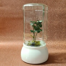 Terrarium Pflanze Topf Blume Marmelade Maid Mama 3d print model - Mito3D