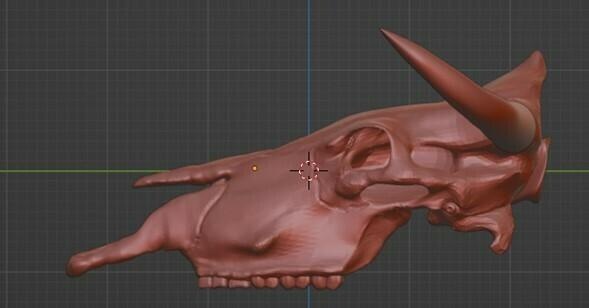 texano Toro cranio animali anatomia osso 3d print model - Mito3D