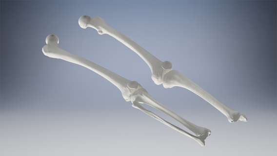 coscia gamba ossatura osso umano testa femore tibia 3d print model - Mito3D