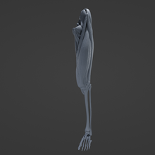 thigh muscle 3d print model - Mito3D