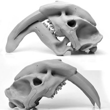 thylacosmilus various skull animal head reconstruction 3d print model - Mito3D