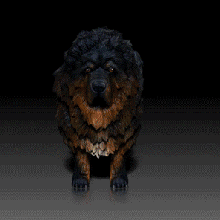 tibetanisch Dogge Hund Rasse Eckzahn 3d drucken Modell tibetanmastiff hetzen Retriever Tier Haustier 3d print model - Mito3D