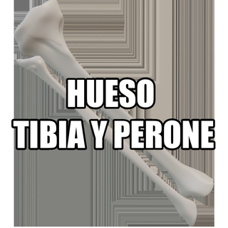 tibia peroneal bone perone leg anatomy 3d print model - Mito3D