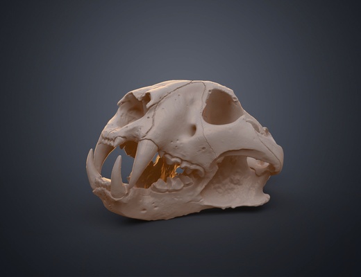 tiger skull panthera tigris realistic replica tygr animal scan halloween scary decoration 3d print model - Mito3D