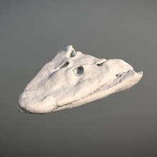 tiktaalik skull - missing link various paleontology fossil collectible print 3d prehistory dinosaur 3d print model - Mito3D
