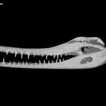 tomistoma schlegelii falso gaviale vari 3d print model - Mito3D