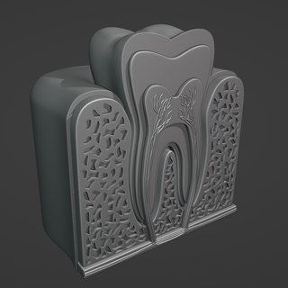 tooth cross section gum mouth body anatomy teeth dentis bone skeleton 3d print model - Mito3D