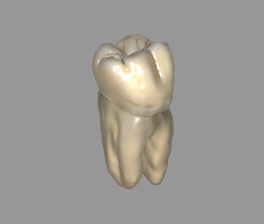 dent morphologie dentaire art réaliste bijoux 3d print model - Mito3D