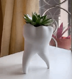 tooth vase dentist gift garden planter plant shine 3d print model - Mito3D