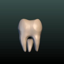 tooth various teeth tusk bone anatomy dental health biology 3d print model - Mito3D