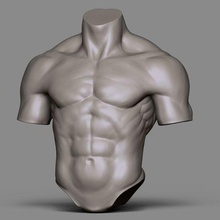 torse référence Humain Masculin corps zbrush anatomie personnages obj personnage 3dprint imprimable art sculptures 3d print model - Mito3D
