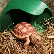 tortoise shelter pole home 3d print model - Mito3D