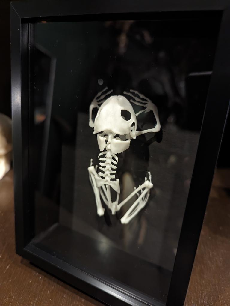 ağaç kurbağa iskelet kemikler kafatası hayvan gotik amfibi 3D print model - Mito3D